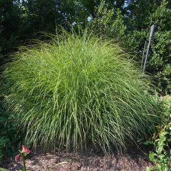 Miscanthus sinensis 'Sarabande' (161601)