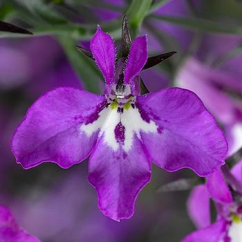 Lobelia erinus Techno® '' (161618)