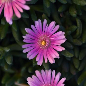 Delosperma Lido™ 'Pink' (161626)