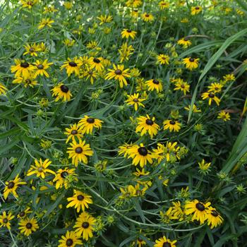 Rudbeckia x 'Yellow Polka Dot Bikini' (161656)