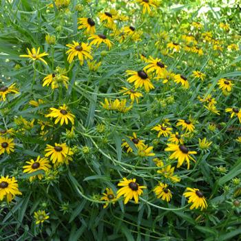 Rudbeckia x 'Yellow Polka Dot Bikini' (161657)