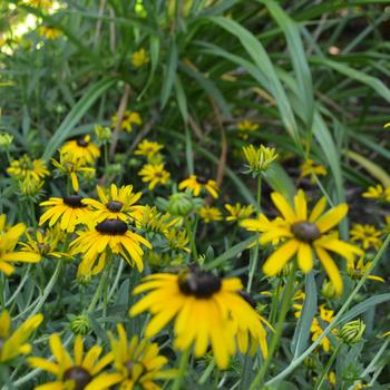 Rudbeckia x 'Yellow Polka Dot Bikini' (161661)