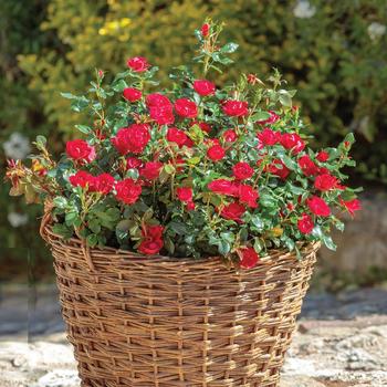 Rosa Knock Out® Petite '' (161690)