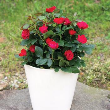 Rosa Knock Out® Petite '' (161692)