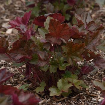 Heuchera 'Carnival Candy Apple' (161739)