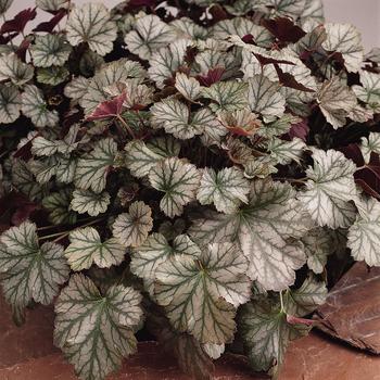 Heuchera 'Harvest Burgundy' (161762)