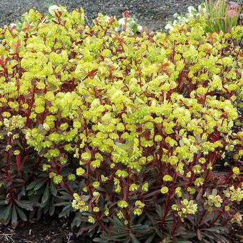 Euphorbia amygdaloides 'Golden Glory' (161896)