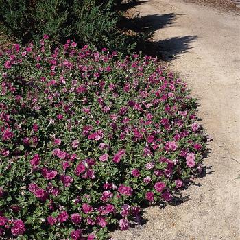 Petunia Double Wave® 'Lavender Spreading' (161958)