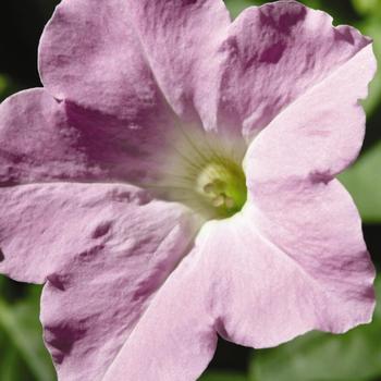 Petunia Wave® 'Misty Lilac' (161960)