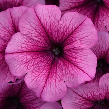 Petunia Easy Wave® 'Rose Fusion' (161971)