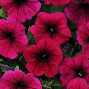 Petunia Shock Wave™ 'Deep Purple' (161979)