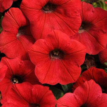 Petunia Shock Wave™ 'Red' (161989)