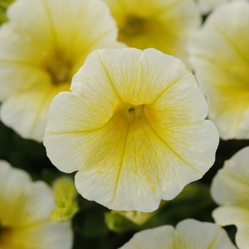 Petunia Shock Wave™ 'Yellow' (161998)