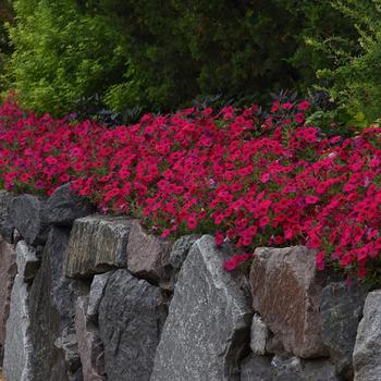 Petunia Tidal Wave® 'Cherry' (162069)