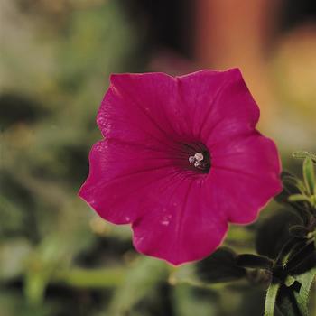 Petunia Tidal Wave® 'Cherry' (162071)