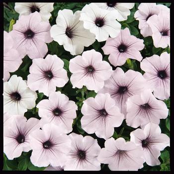 Petunia Tidal Wave® 'Silver' (162073)