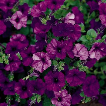 Petunia Wave® 'Blue' (162075)