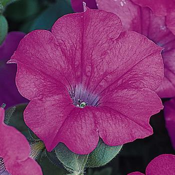 Petunia Wave® 'Lavender' (162079)