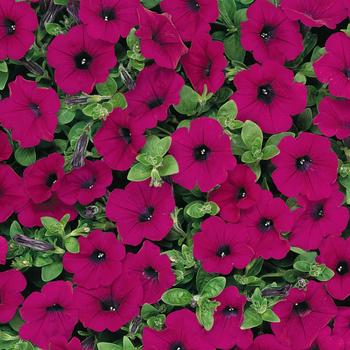 Petunia Wave® 'Purple Classic' (162084)