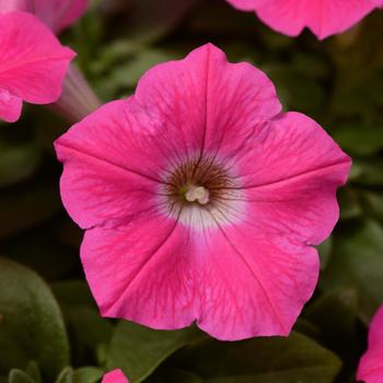 Petunia Wave® 'Rose' (162085)