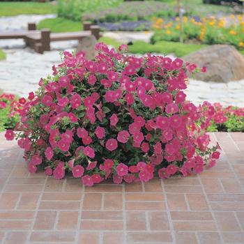 Petunia Wave® 'Rose' (162086)