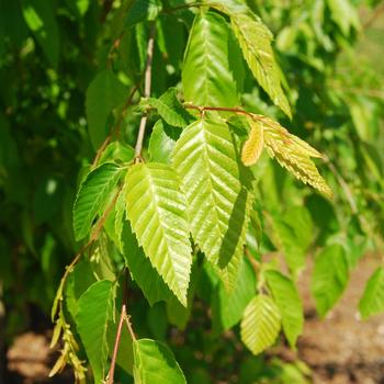 Carpinus caroliniana 'Stowe cascade' (162139)