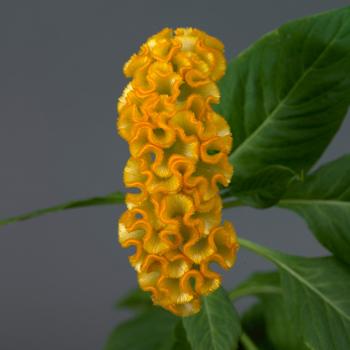 Celosia cristata Neo™ '' (162148)