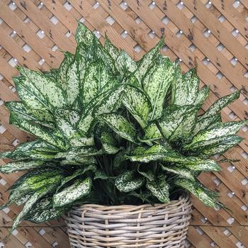 Aglaonema 'Spring Snow' 