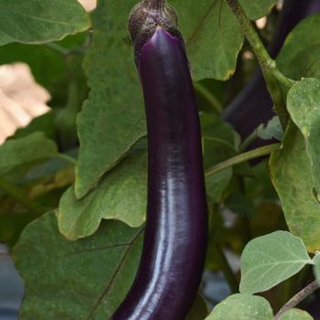 Solanum melongena 'Asian Delite' (162506)