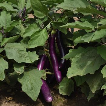 Solanum melongena 'Asian Delite' (162508)