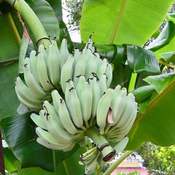 Musa 'Namwah' 