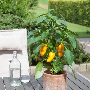 Capsicum annuum 'Snack Supreme' (162587)