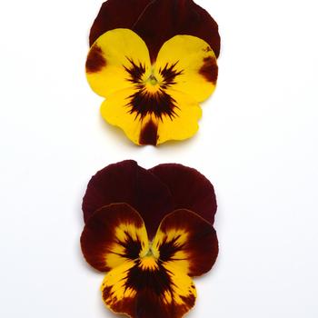 Viola x wittrockiana Cool Wave® 'Fire' (162722)