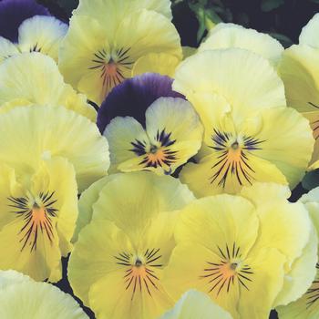 Viola x wittrockiana Cool Wave® 'Lemon Surprise' (162726)