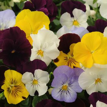 Viola x wittrockiana Cool Wave® '' (162728)