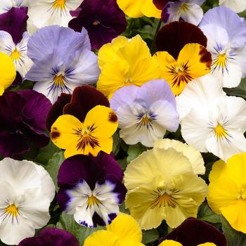 Viola x wittrockiana Cool Wave® '' (162730)