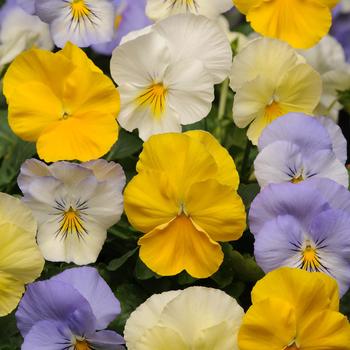 Viola x wittrockiana Cool Wave® 'Pastel Mix' (162734)