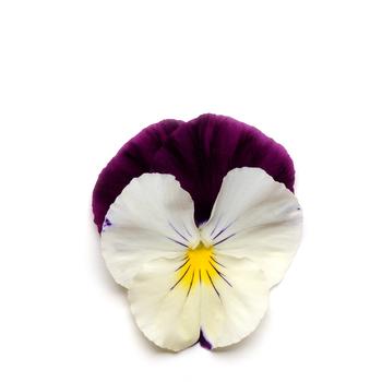 Viola x wittrockiana Cool Wave® '' (162745)