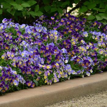 Viola cornuta 'Halo Sky Blue' (162785)