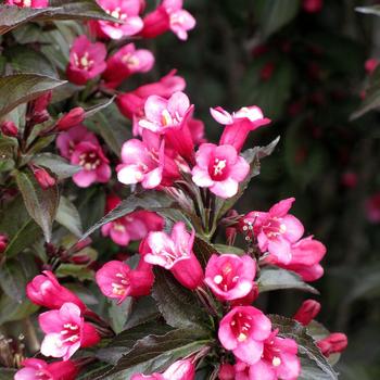 Weigela florida Colorstar™ 'Merlot Pink' (162795)