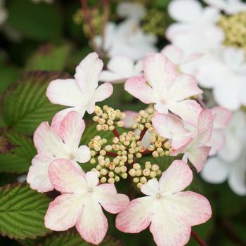 Viburnum plicatum f. plicatum 'Kilimandjaro® Sunrise' (162797)