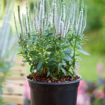 Veronica spicata 'Snow Candles' (162800)