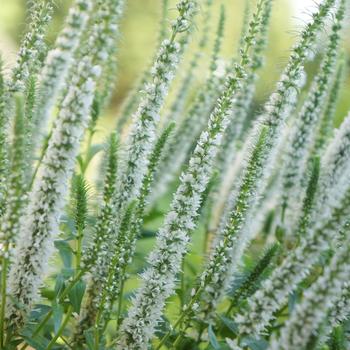 Veronica spicata 'Snow Candles' (162801)