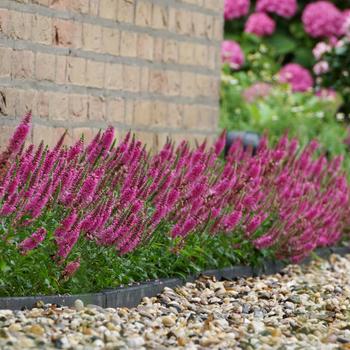 Veronica spicata 'Bubblegum Candles' (162802)