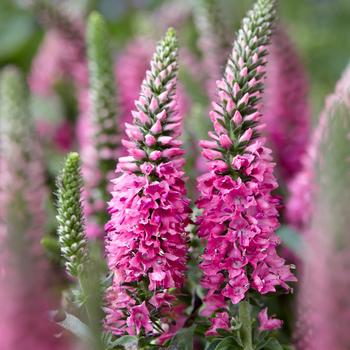 Veronica spicata 'Bubblegum Candles' (162803)