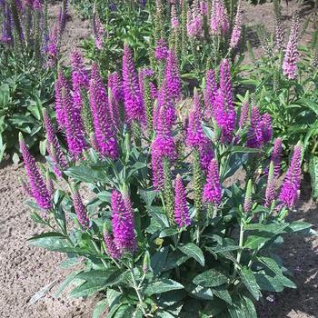 Veronica spicata 'Purplegum Candles' (162805)