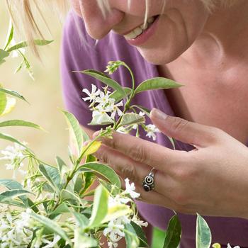 Trachelospermum jasminoides 'Sunlover' (162807)