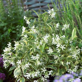 Trachelospermum jasminoides 'Sunlover' (162808)