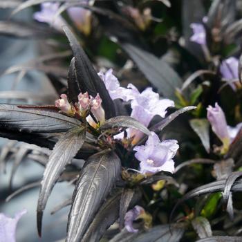 Strobilanthes anisophyllus 'Brunetthy' (162810)