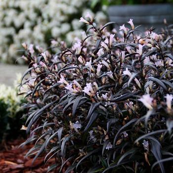 Strobilanthes anisophyllus 'Brunetthy' (162811)